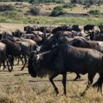 Northern Circuit Safari