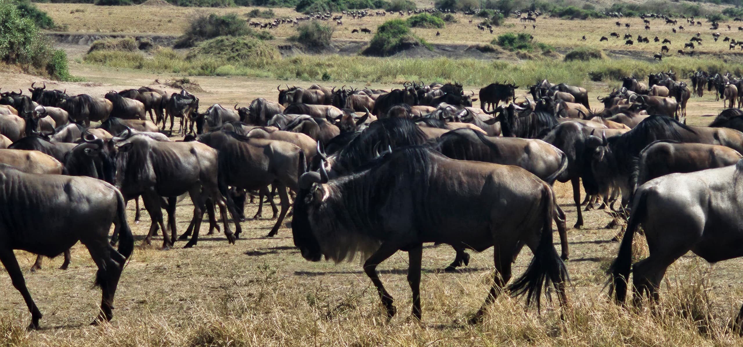 How to plan for Northern Circuit Safari