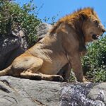 6 nights 7 days tanzania northern circuit safari