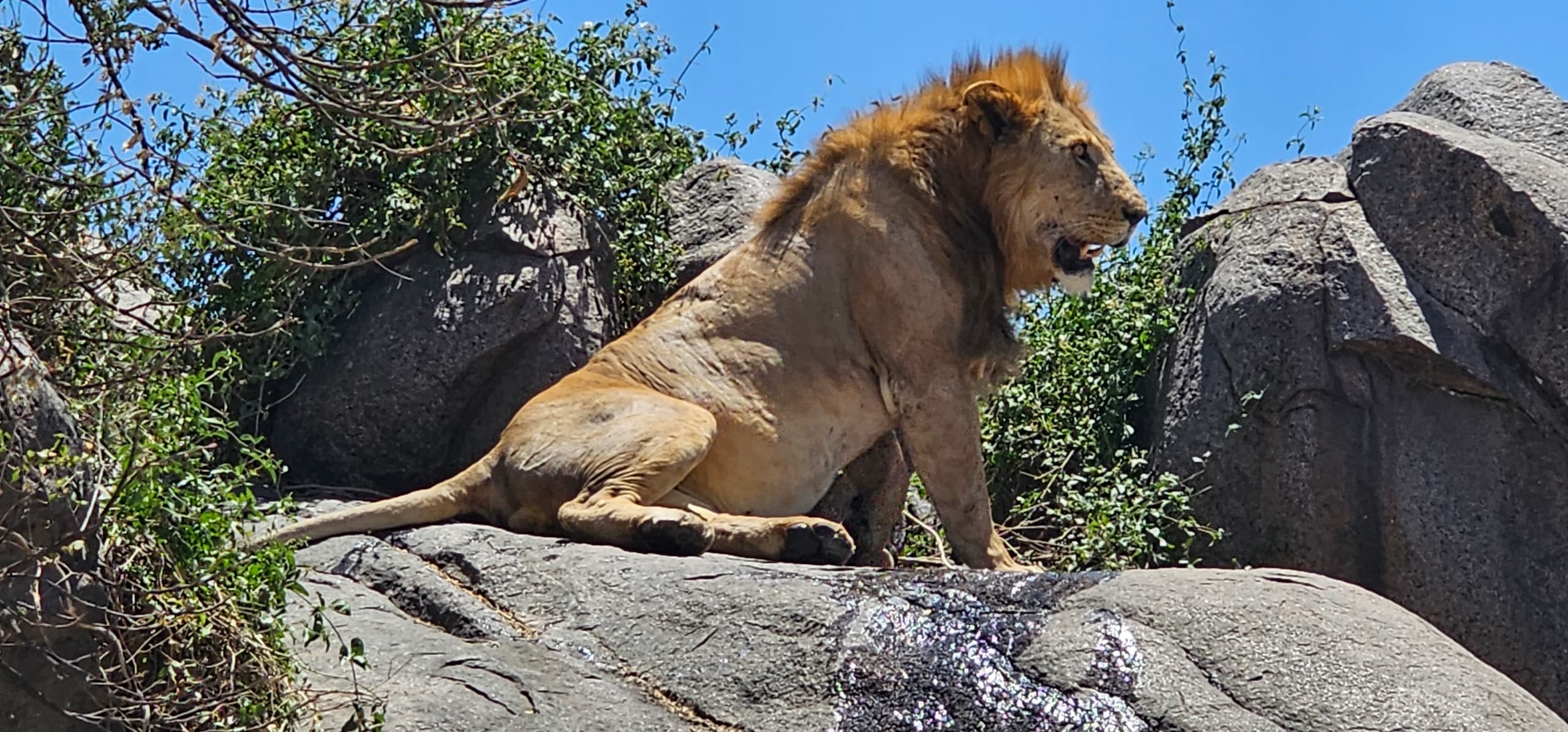 6 nights 7 days tanzania northern circuit safari