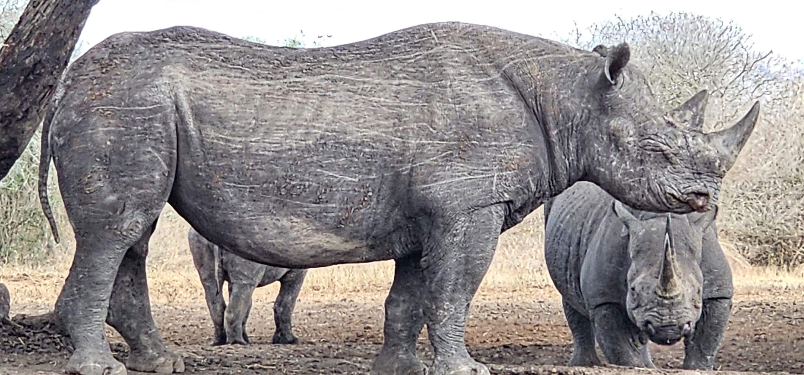 The Best Time to Witness the Great Migration in Serengeti