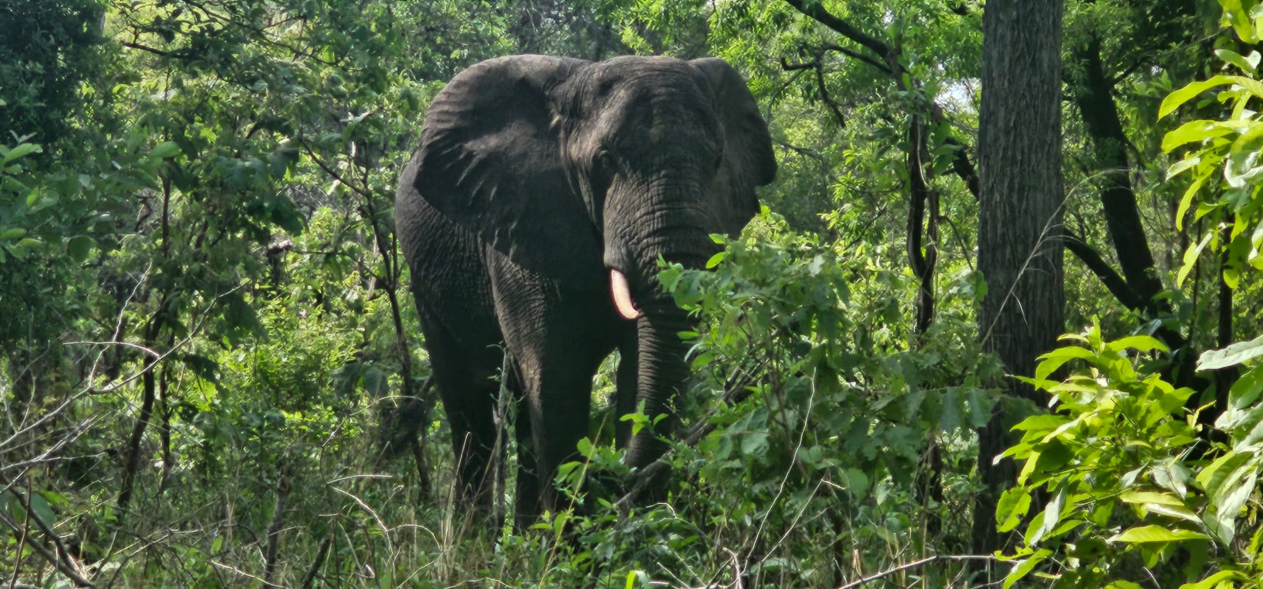 The Ultimate Guide to the Big Five Animals