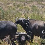 ngorongoro highland