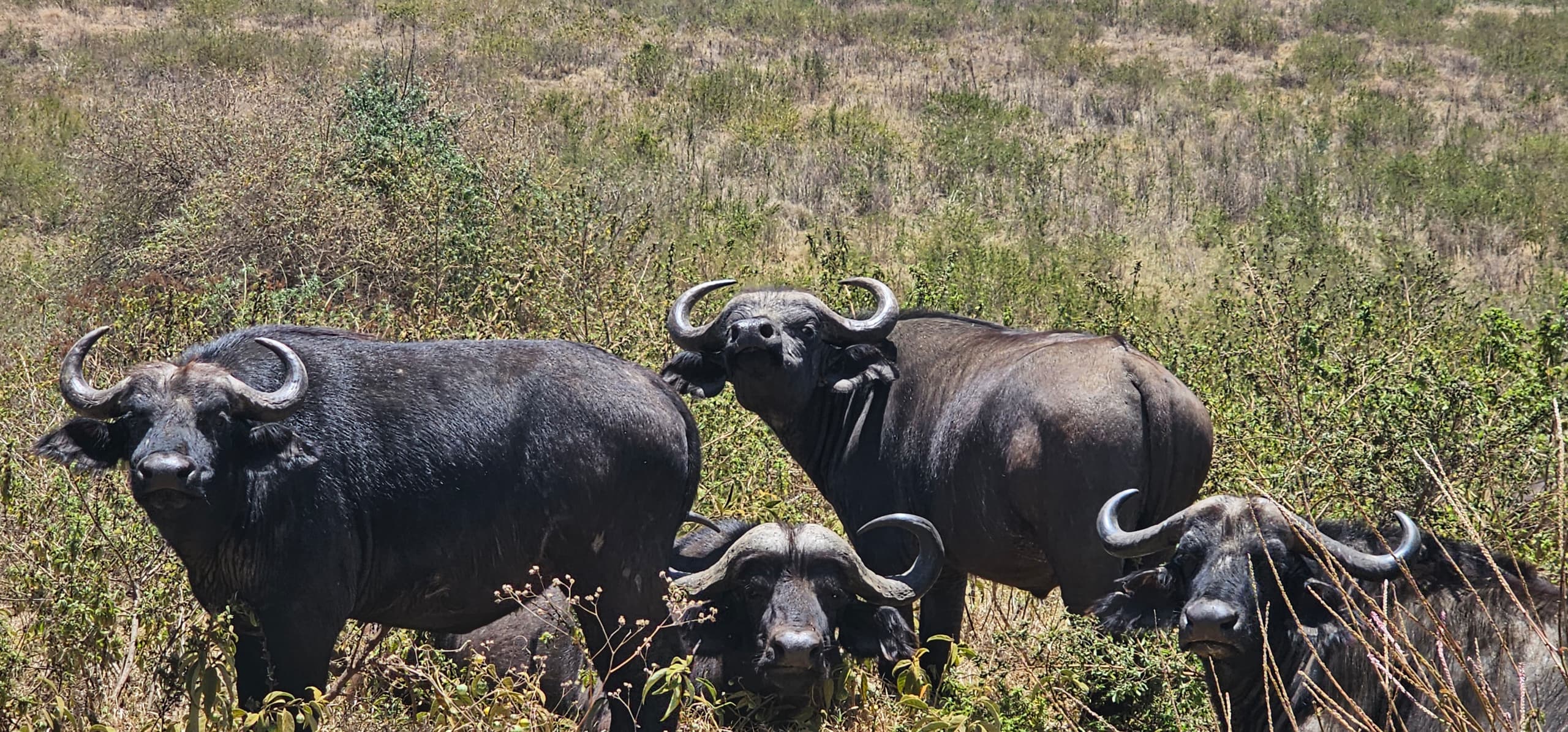 Ngorongoro Highlands is the Most beautiful