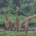Tanzania safari