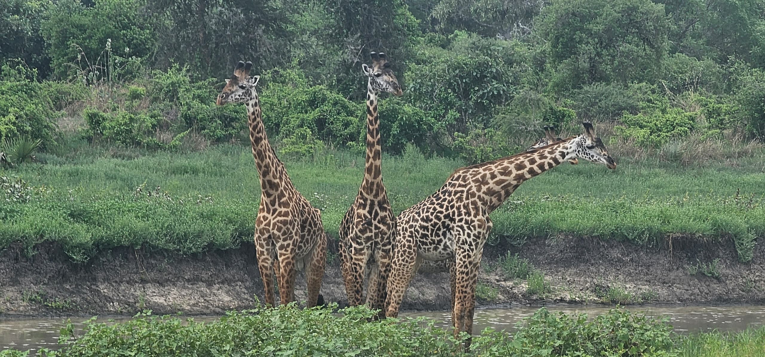 Magical Tanzania Safaris Your Family Will Love